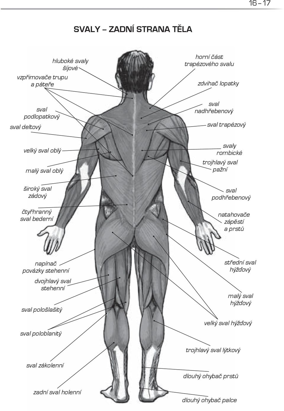 sval bederní sval podhřebenový natahovače zápěstí a prstů napínač povázky stehenní dvojhlavý sval stehenní sval pološlašitý sval poloblanitý