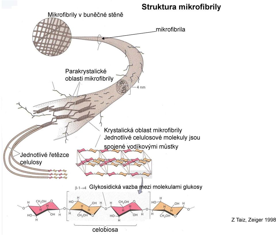 Krystalická oblast mikrofibrily Jednotlivé celulosové molekuly jsou