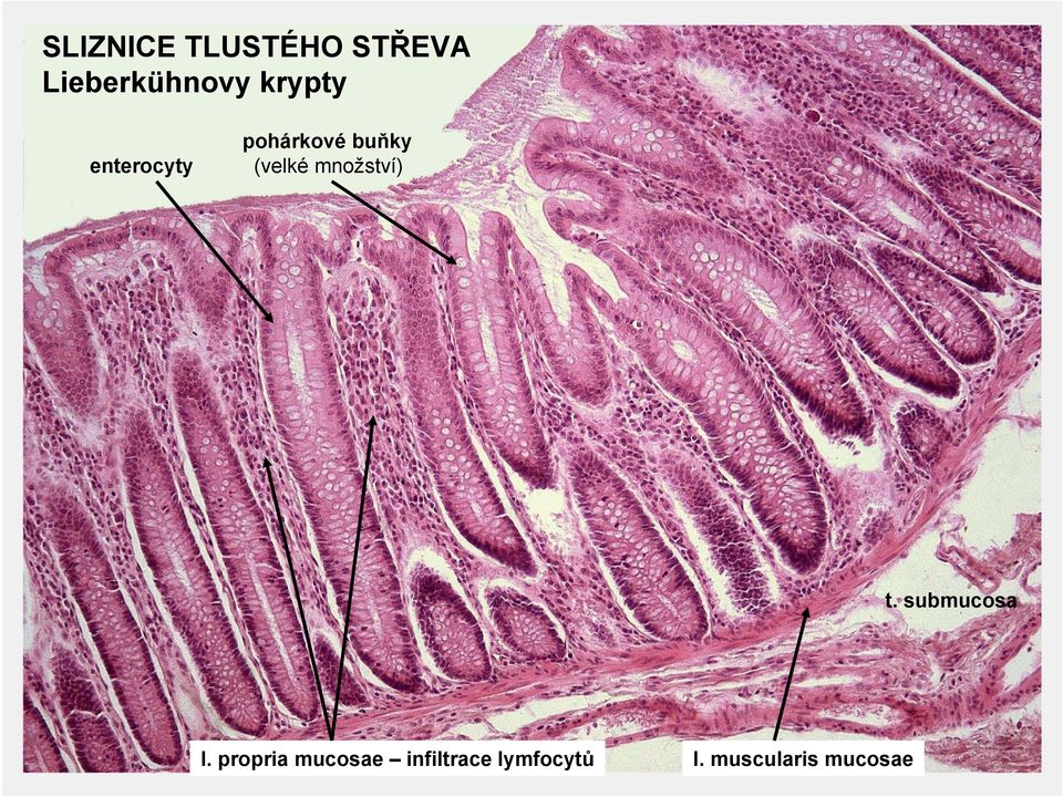 množství) t. submucosa l.