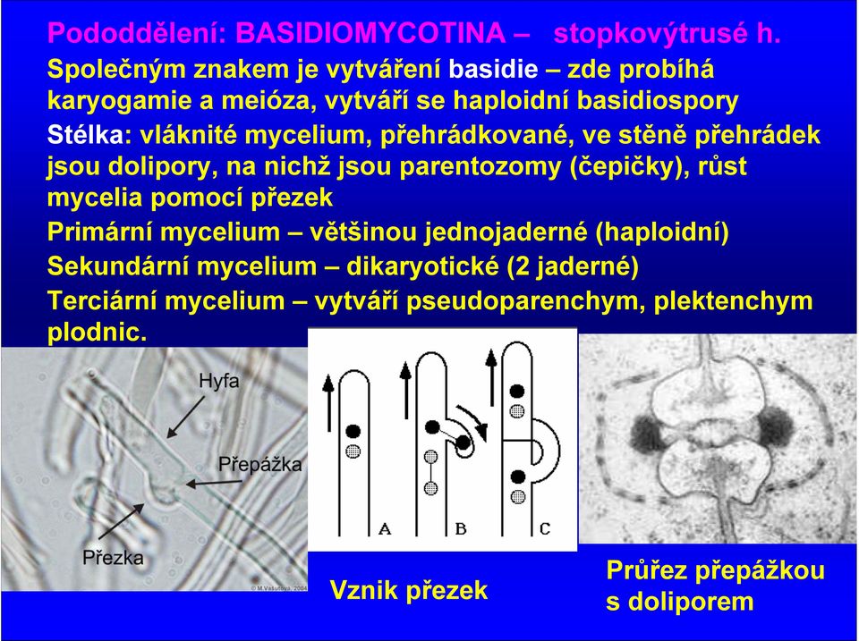 mycelium, přehrádkované, ve stěně přehrádek jsou dolipory, na nichž jsou parentozomy (čepičky), růst mycelia pomocí přezek