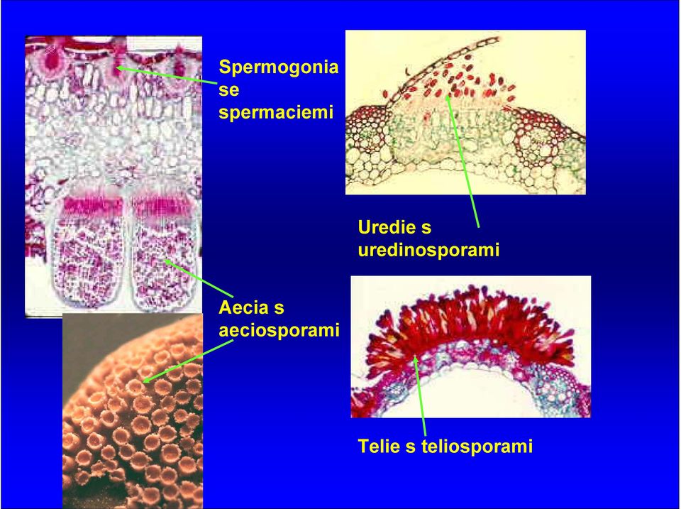 uredinosporami Aecia s