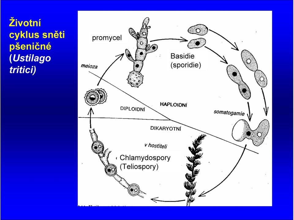 tritici) promycel Basidie