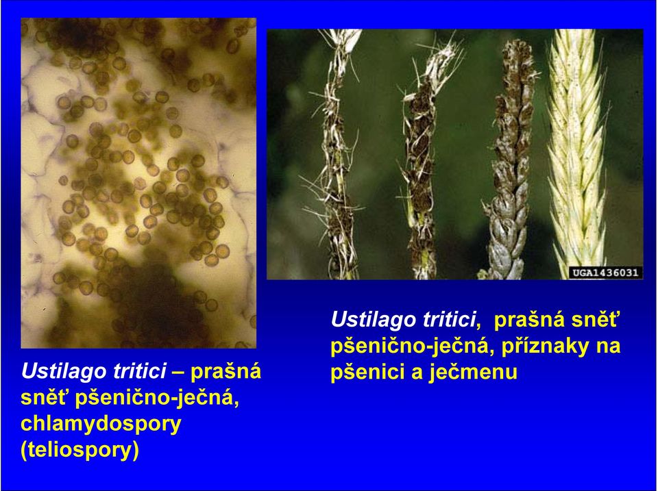 (teliospory) Ustilago tritici,