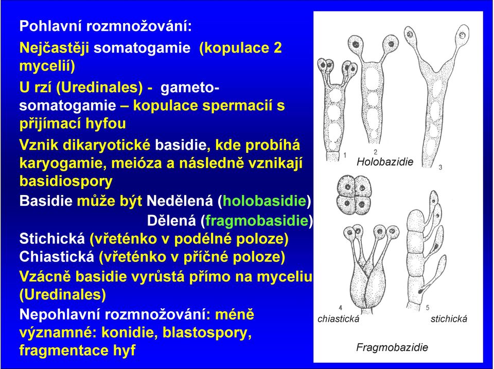 být Nedělená (holobasidie) Dělená (fragmobasidie) Stichická (vřeténko v podélné poloze) Chiastická (vřeténko v příčné poloze)