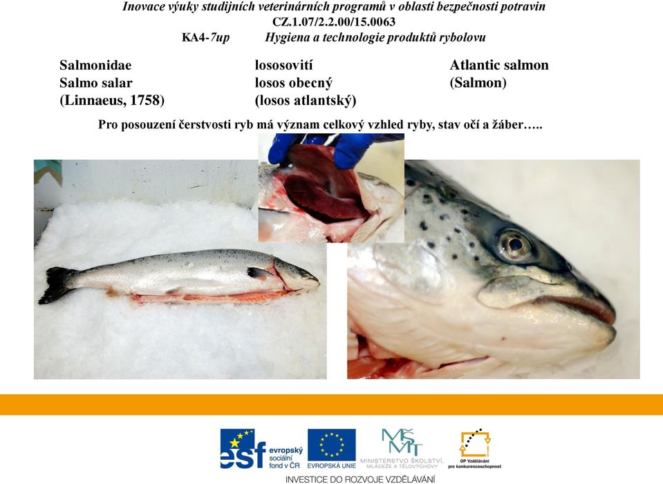 obecný (losos atlantský) Atlantic salmon (Salmon) Pro