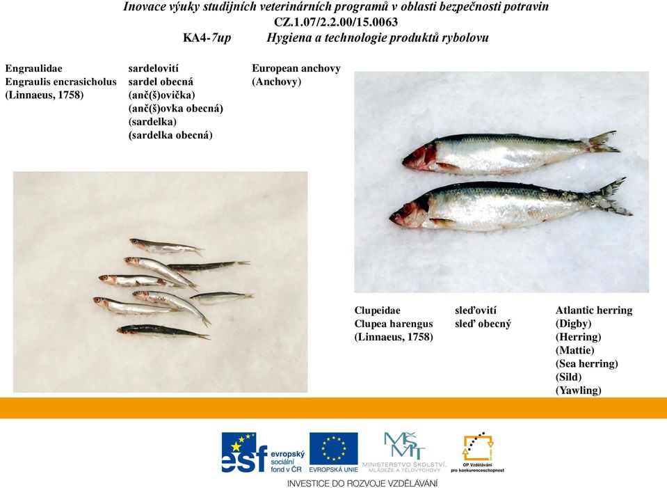 European anchovy (Anchovy) Clupeidae Clupea harengus sleďovití sleď
