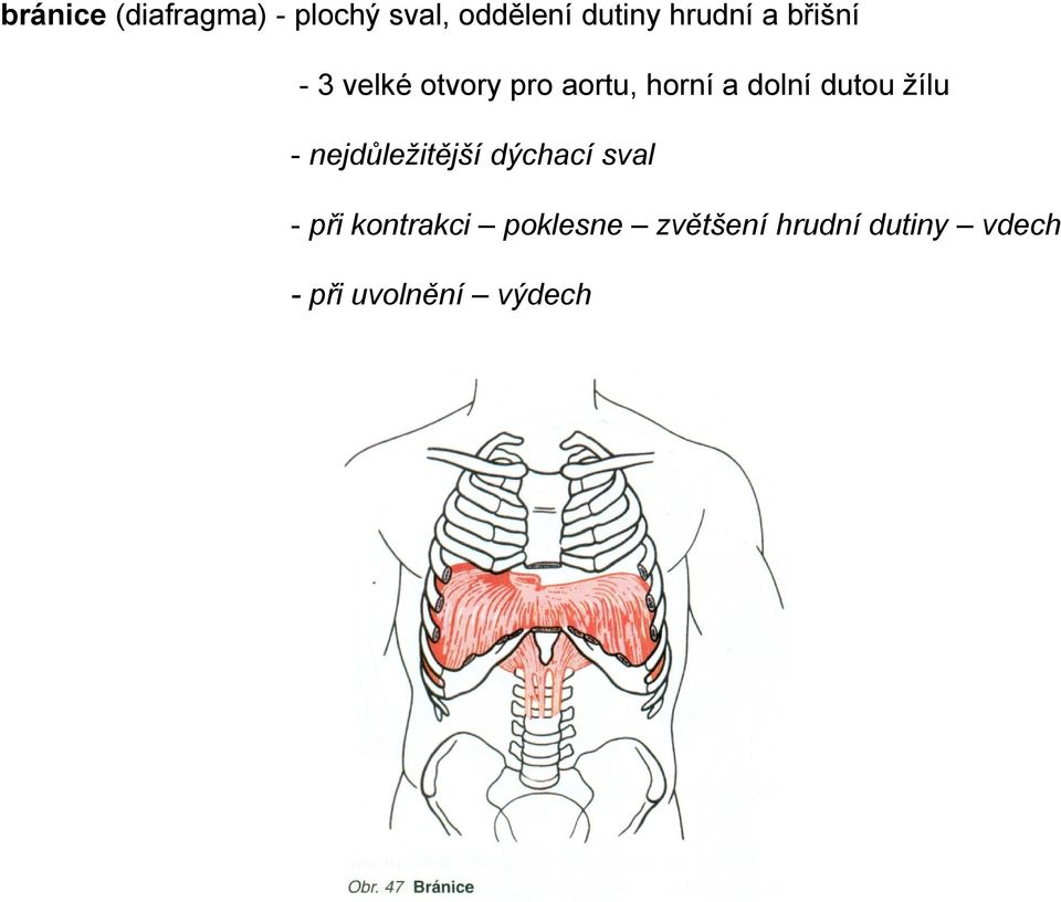 dolní dutou žílu - nejdůležitější dýchací sval - při