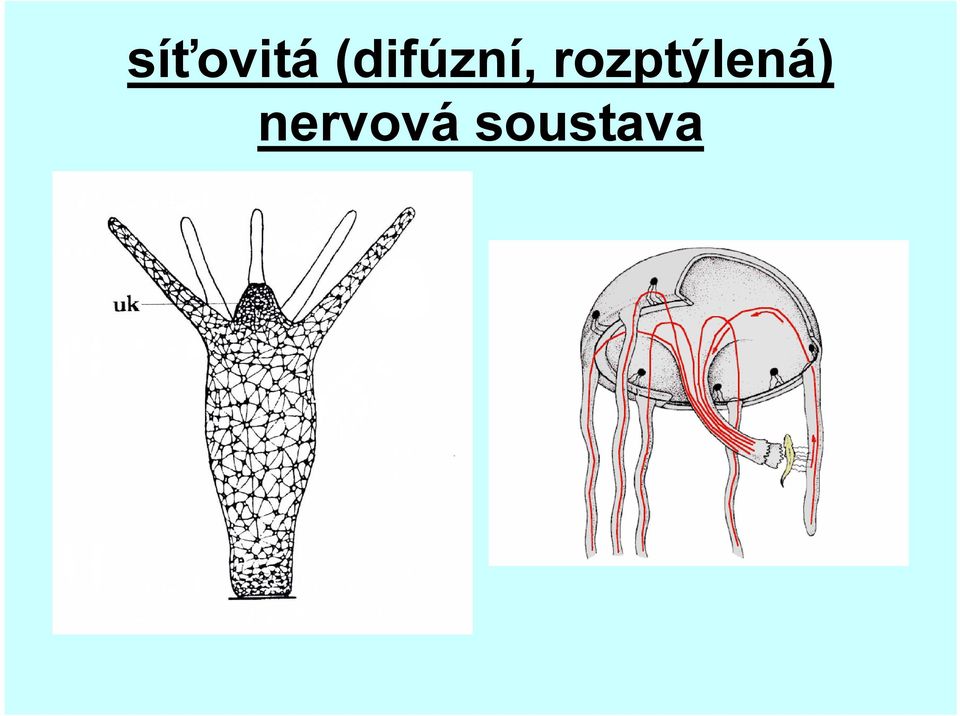 rozptýlená)