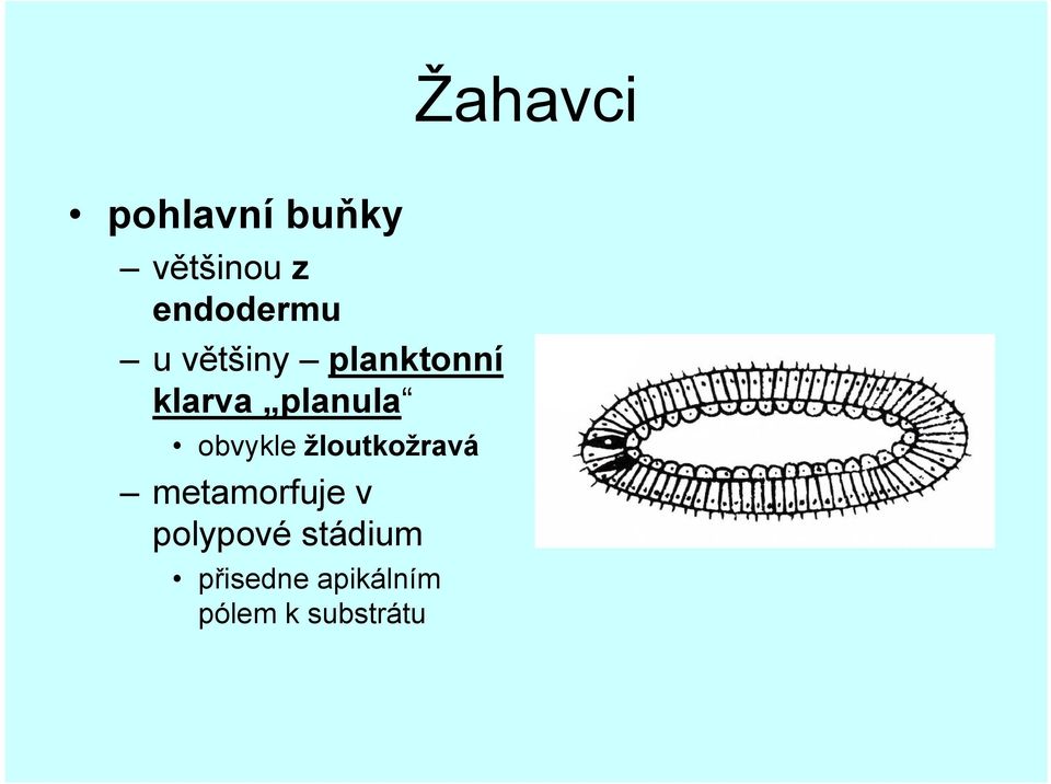 planula obvykle žloutkožravá metamorfuje