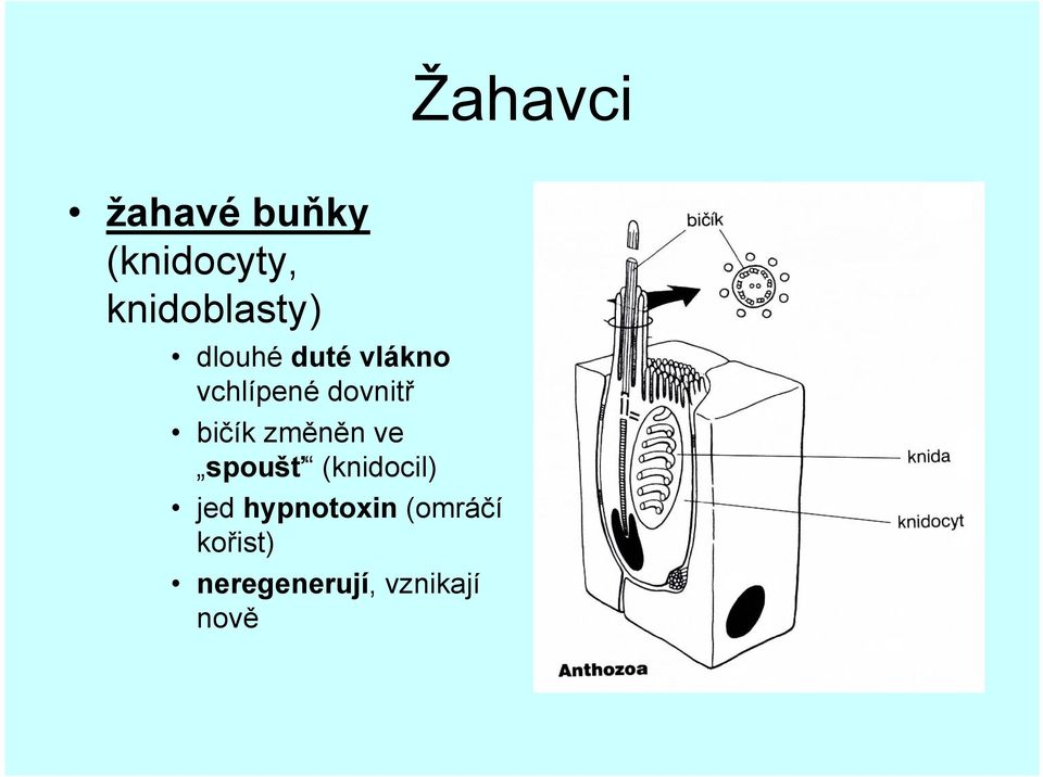 dovnitř bičík změněn ve spoušť (knidocil)