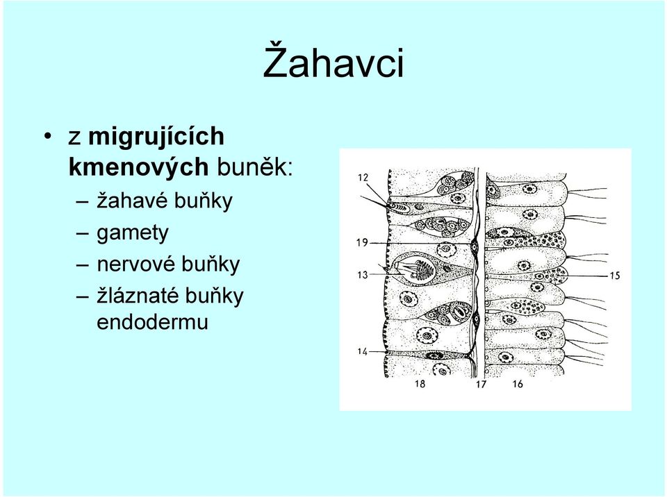 buňky gamety nervové