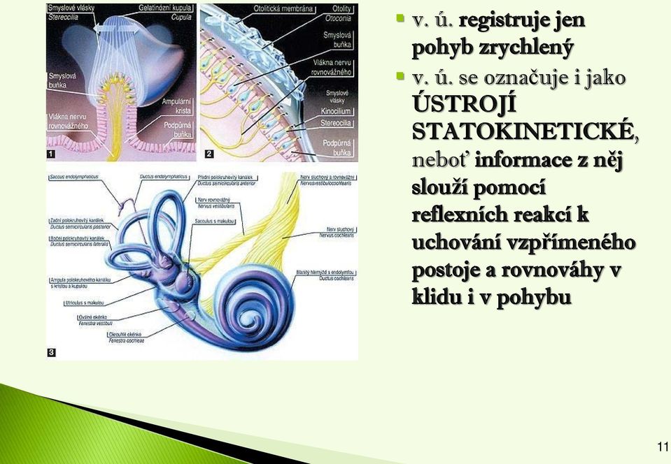 informace z něj slouží pomocí reflexních reakcí k