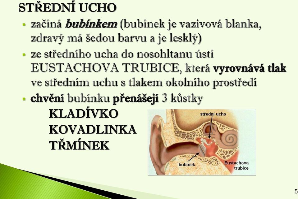 EUSTACHOVA TRUBICE, která vyrovnává tlak ve středním uchu s tlakem