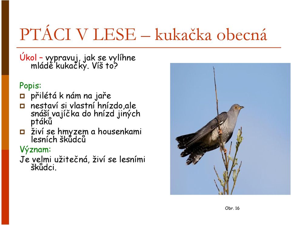 Popis: přilétá k nám na jaře nestaví si vlastní hnízdo,ale snáší