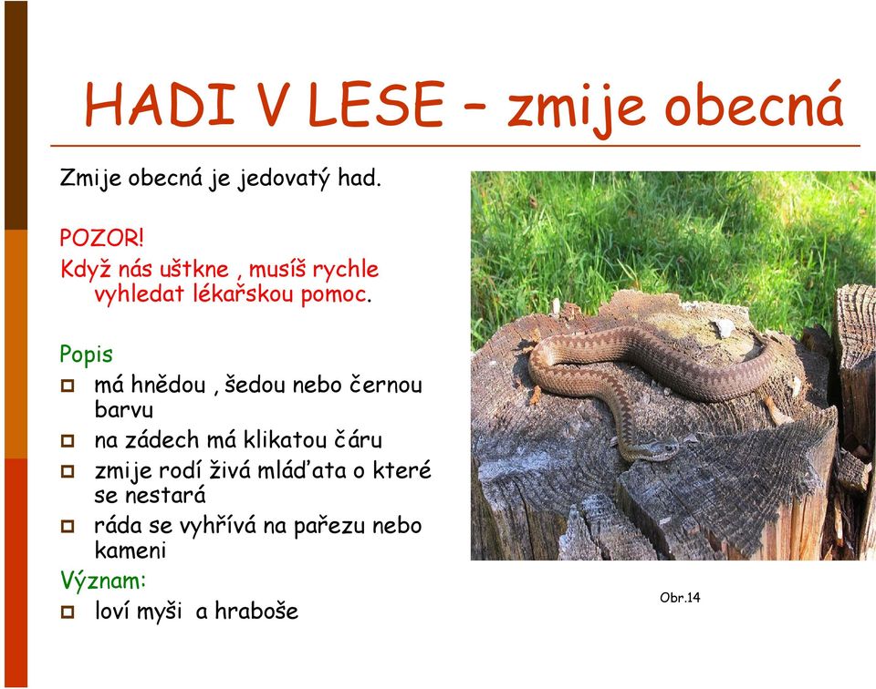 Popis má hnědou, šedou nebo černou barvu na zádech má klikatou čáru zmije