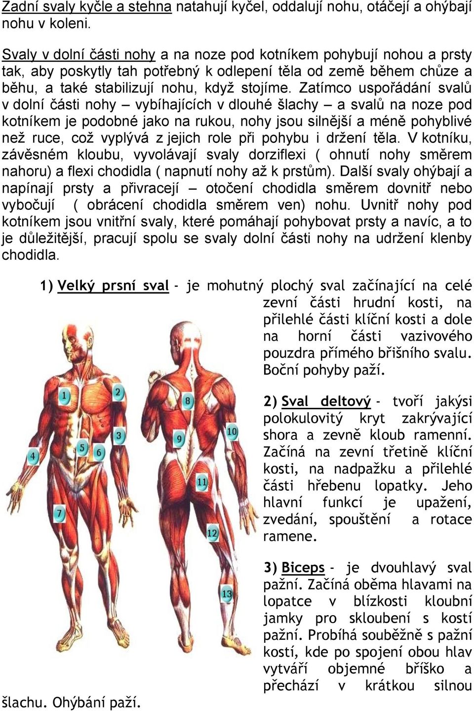 Zatímco uspořádání svalů v dolní části nohy vybíhajících v dlouhé šlachy a svalů na noze pod kotníkem je podobné jako na rukou, nohy jsou silnější a méně pohyblivé než ruce, což vyplývá z jejich role