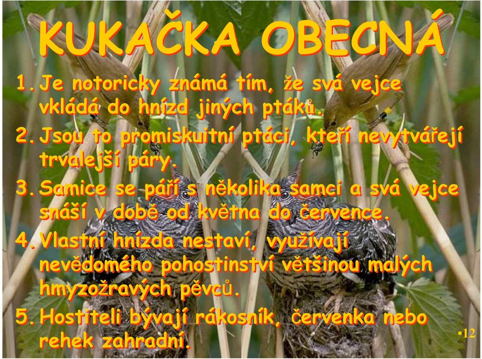 Samice se páří s několika samci a svá vejce snáší v době od května do července. 4.