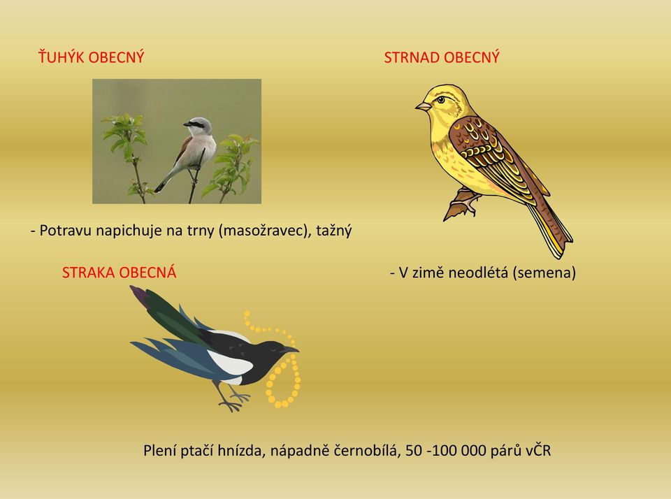 STRAKA OBECNÁ - V zimě neodlétá (semena)