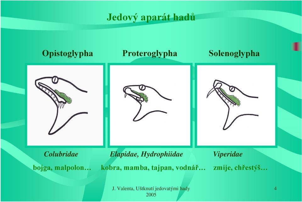 Elapidae, Hydrophiidae Viperidae bojga,