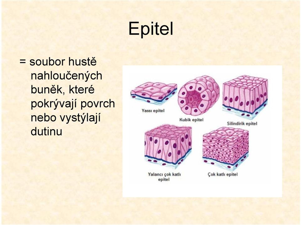 které pokrývají