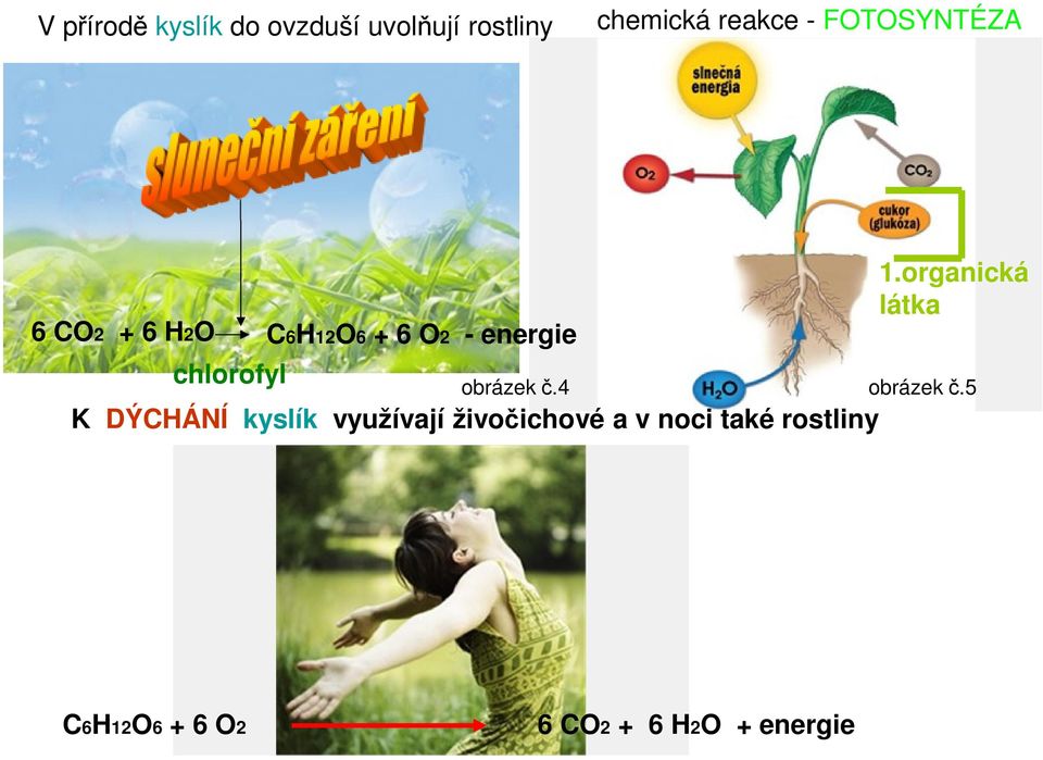DÝCHÁNÍ kyslík využívají živočichové a v noci také rostliny 1.