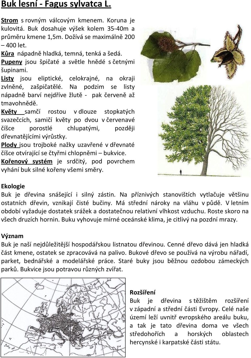 Na podzim se listy nápadně barví nejdříve žlutě - pak červeně až tmavohnědě.