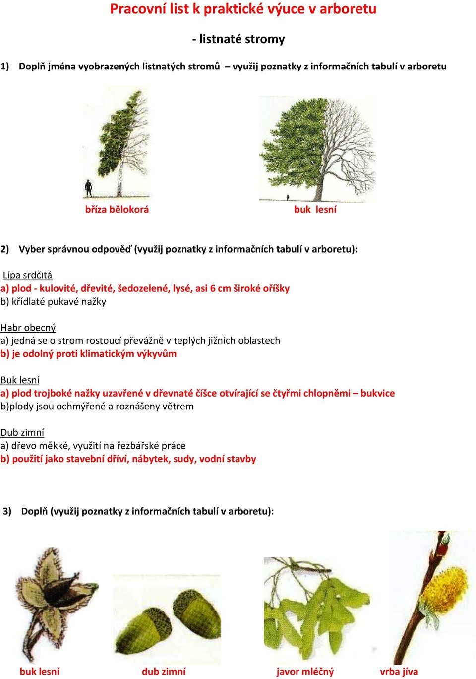 rostoucí převážně v teplých jižních oblastech b) je odolný proti klimatickým výkyvům Buk lesní a) plod trojboké nažky uzavřené v dřevnaté číšce otvírající se čtyřmi chlopněmi bukvice b)plody jsou