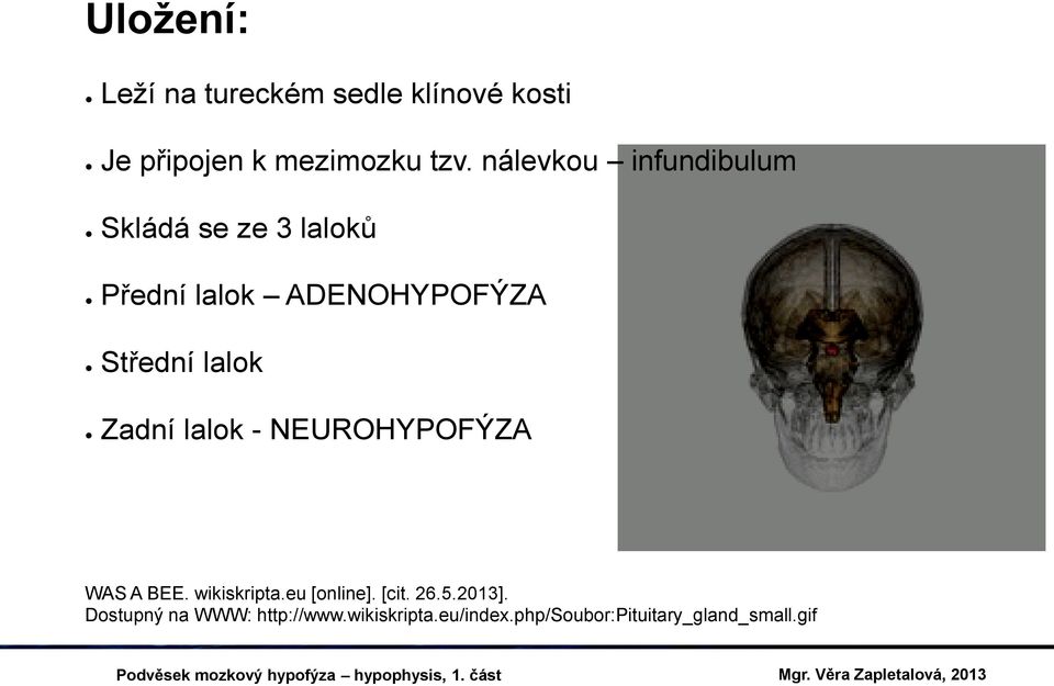 lalok Zadní lalok - NEUROHYPOFÝZA WAS A BEE. wikiskripta.eu [online]. [cit. 26.5.