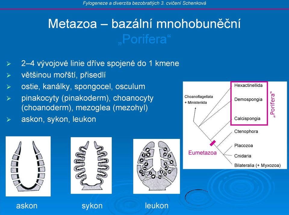 (choanoderm), mezoglea (mezohyl) askon, sykon, leukon Choanoflagellata + Ministeriida