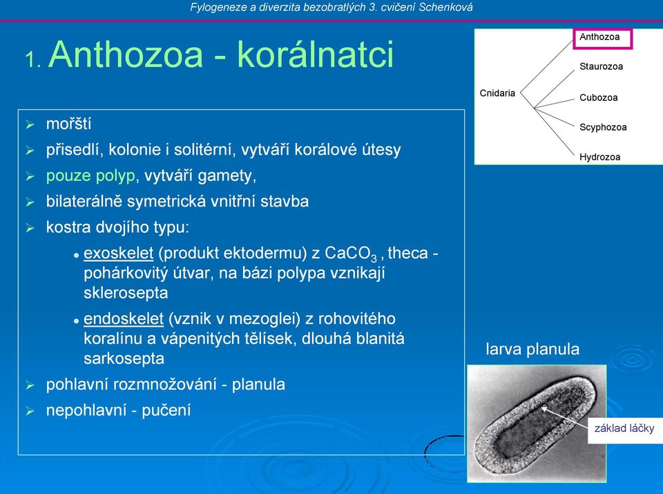 theca - pohárkovitý útvar, na bázi polypa vznikají sklerosepta endoskelet (vznik v mezoglei) z rohovitého koralínu a vápenitých