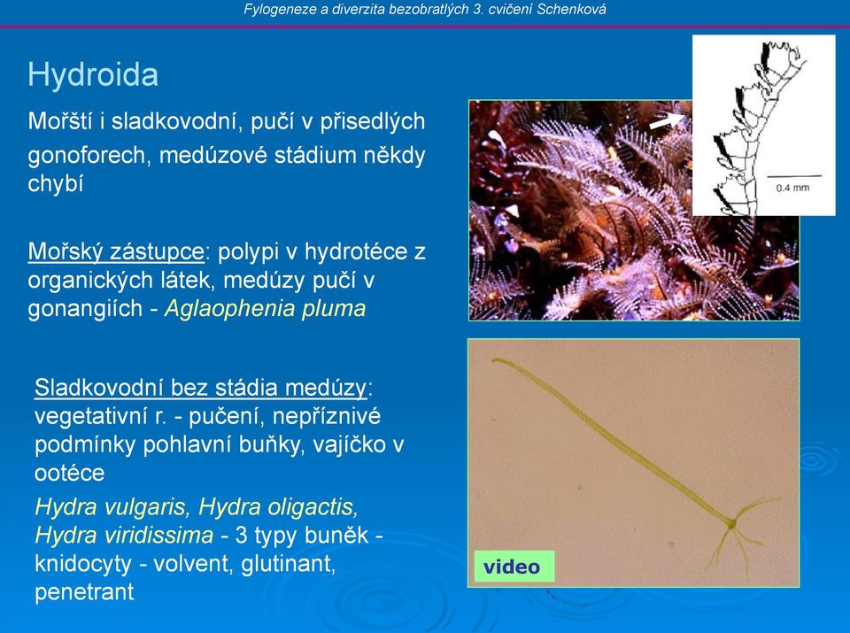 Sladkovodní bez stádia medúzy: vegetativní r.