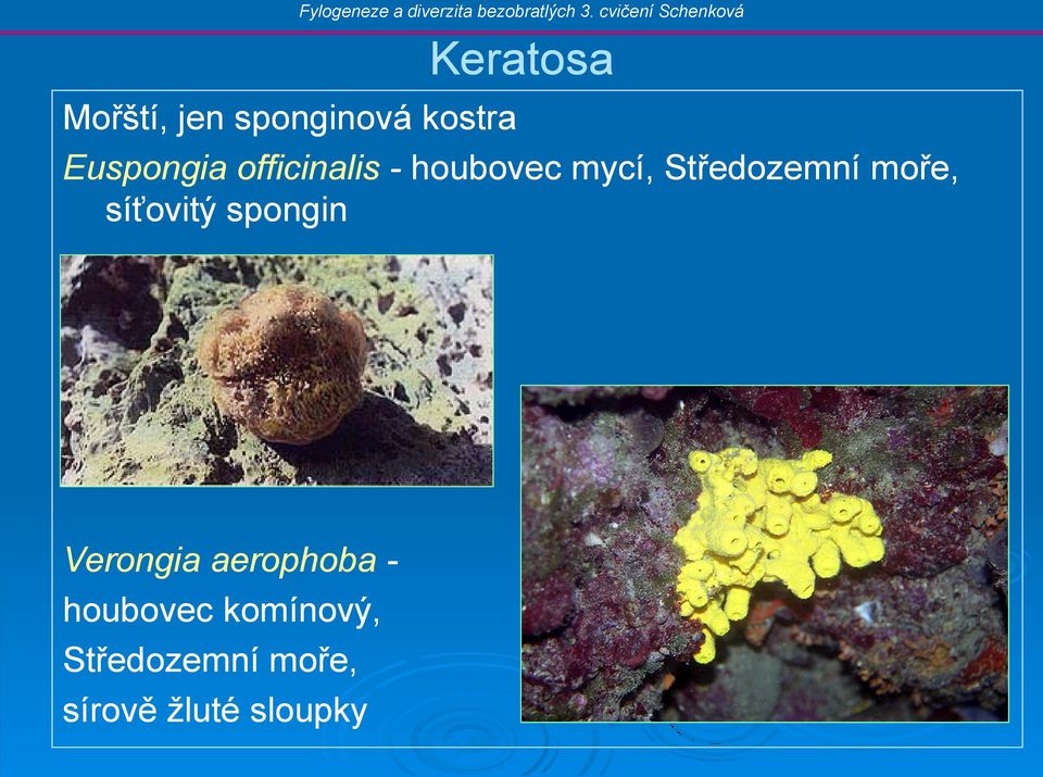 cvičení Schenková Keratosa Euspongia officinalis - houbovec