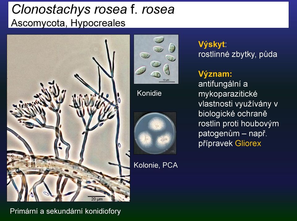 Význam: antifungální a mykoparazitické vlastnosti využívány v