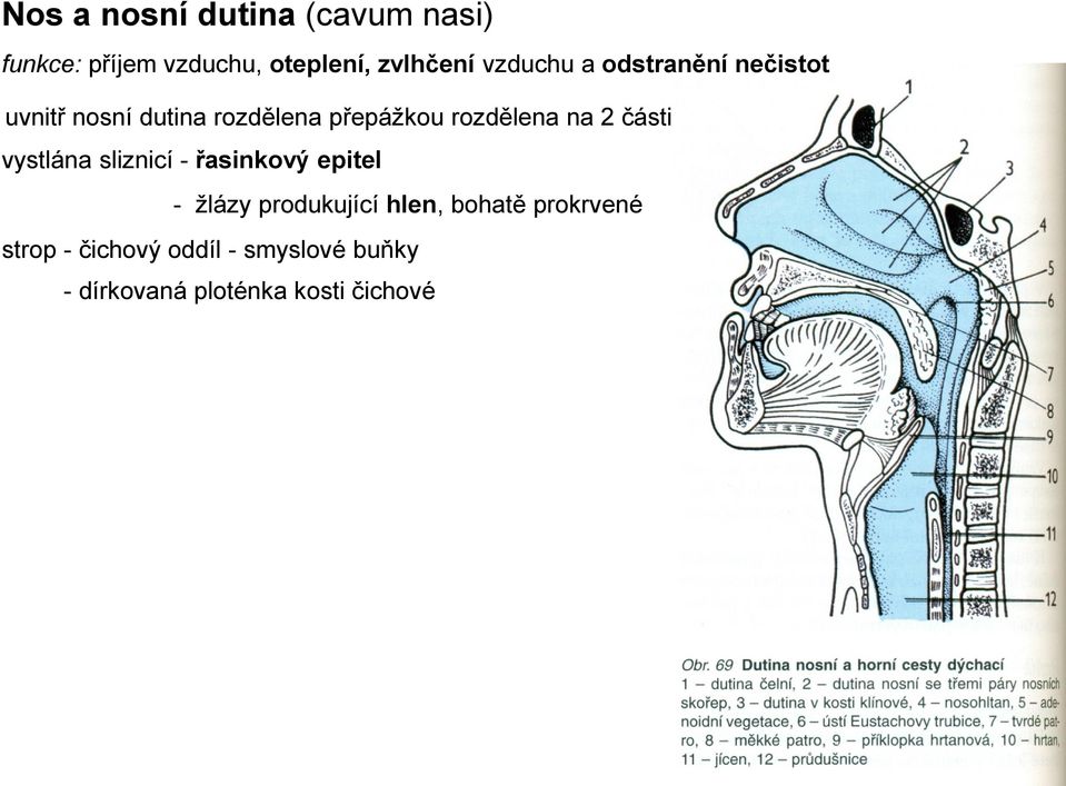 na 2 části vystlána sliznicí - řasinkový epitel - žlázy produkující hlen,