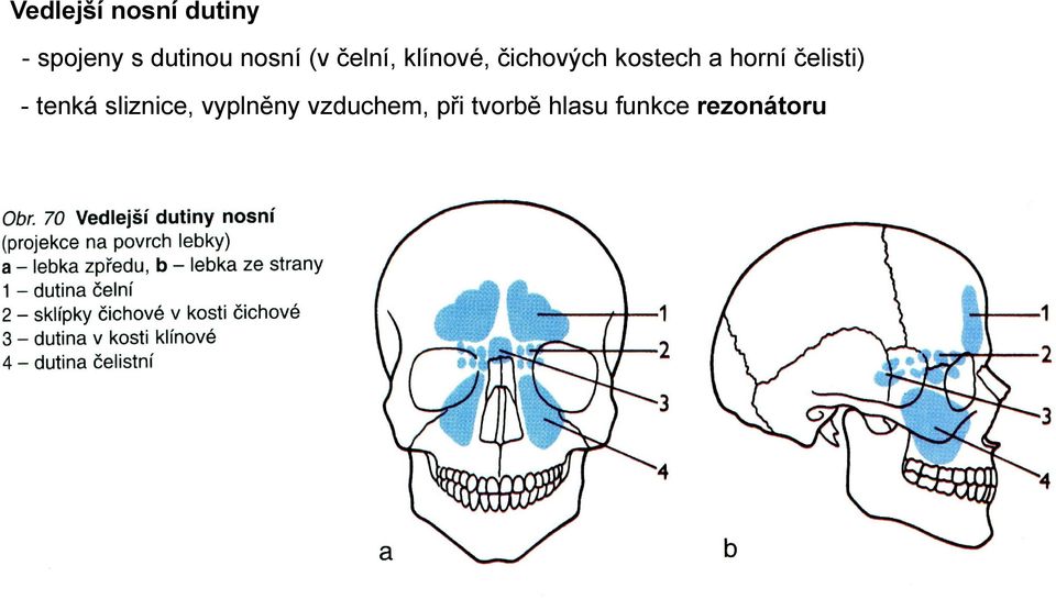 a horní čelisti) - tenká sliznice, vyplněny