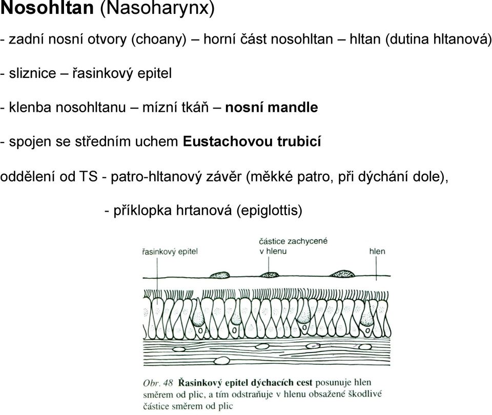 nosní mandle - spojen se středním uchem Eustachovou trubicí oddělení od TS -