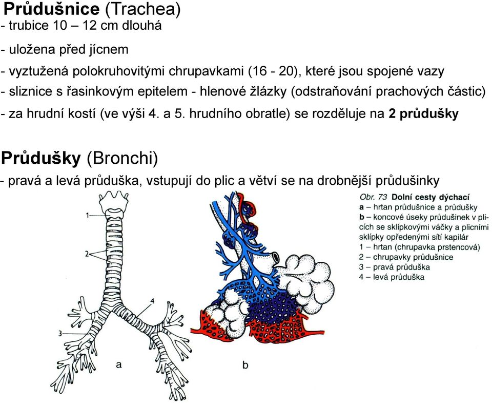 (odstraňování prachových částic) - za hrudní kostí (ve výši 4. a 5.