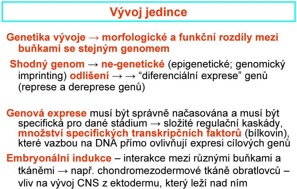 stádium složité regulační kaskády, množství specifických transkripčních faktorů (bílkovin), které vazbou na DNA přímo ovlivňují expresi cílových