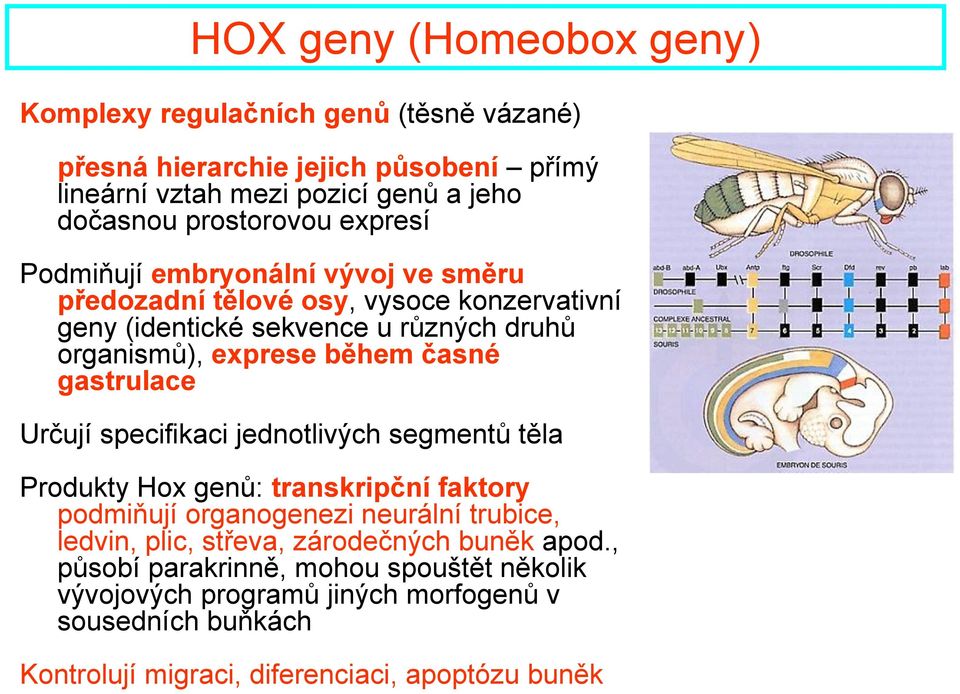 gastrulace Určují specifikaci jednotlivých segmentů těla Produkty Hox genů: transkripční faktory podmiňují organogenezi neurální trubice, ledvin, plic, střeva,