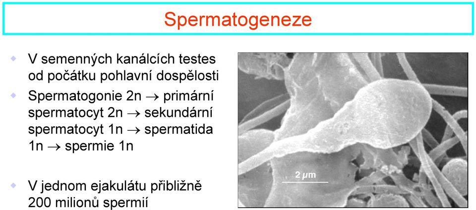 spermatocyt 2n sekundární spermatocyt 1n spermatida