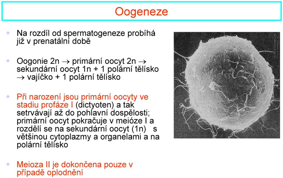 (dictyoten) a tak setrvávají až do pohlavní dospělosti; primární oocyt pokračuje v meióze I a rozdělí se na