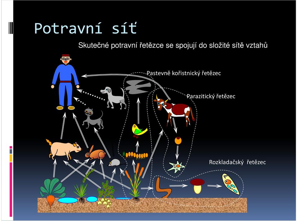 vztahů Pastevně kořistnický řetězec