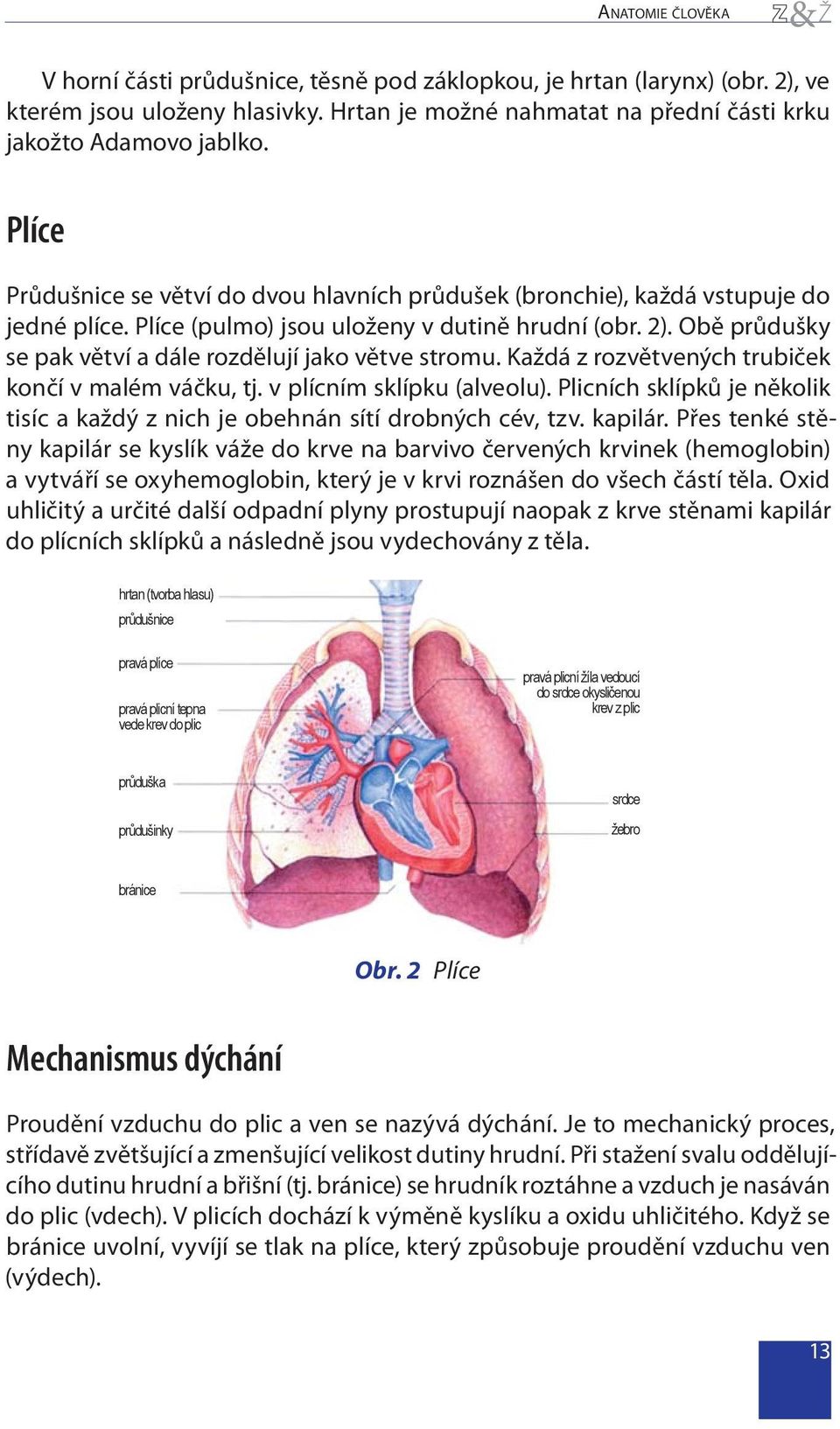 Obě průdušky se pak větví a dále rozdělují jako větve stromu. Každá z rozvětvených trubiček končí v malém váčku, tj. v plícním sklípku (alveolu).