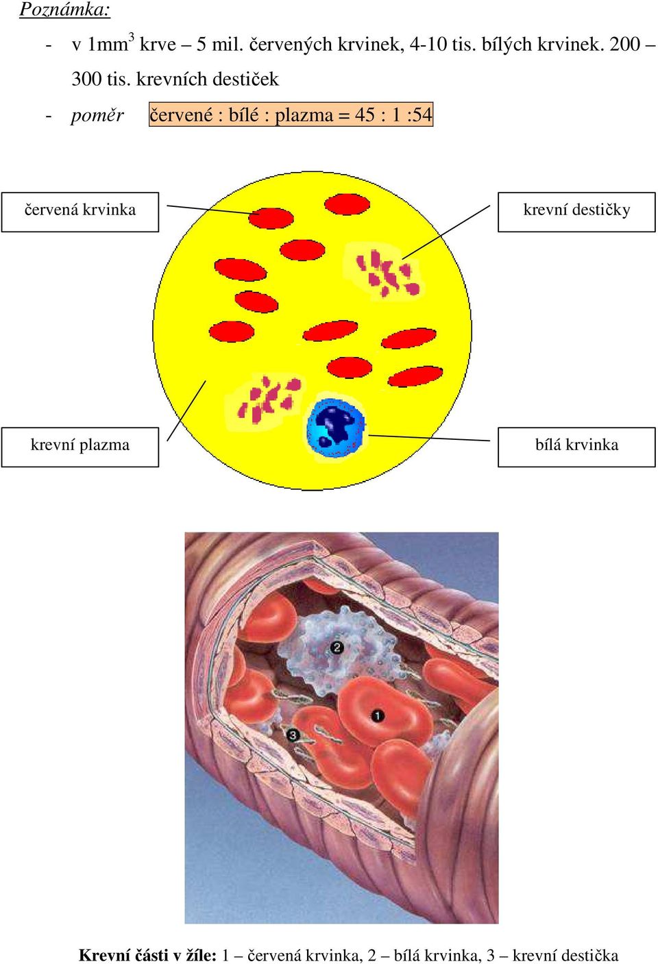 krevních destiček - poměr červené : bílé : plazma = 45 : 1 :54 červená