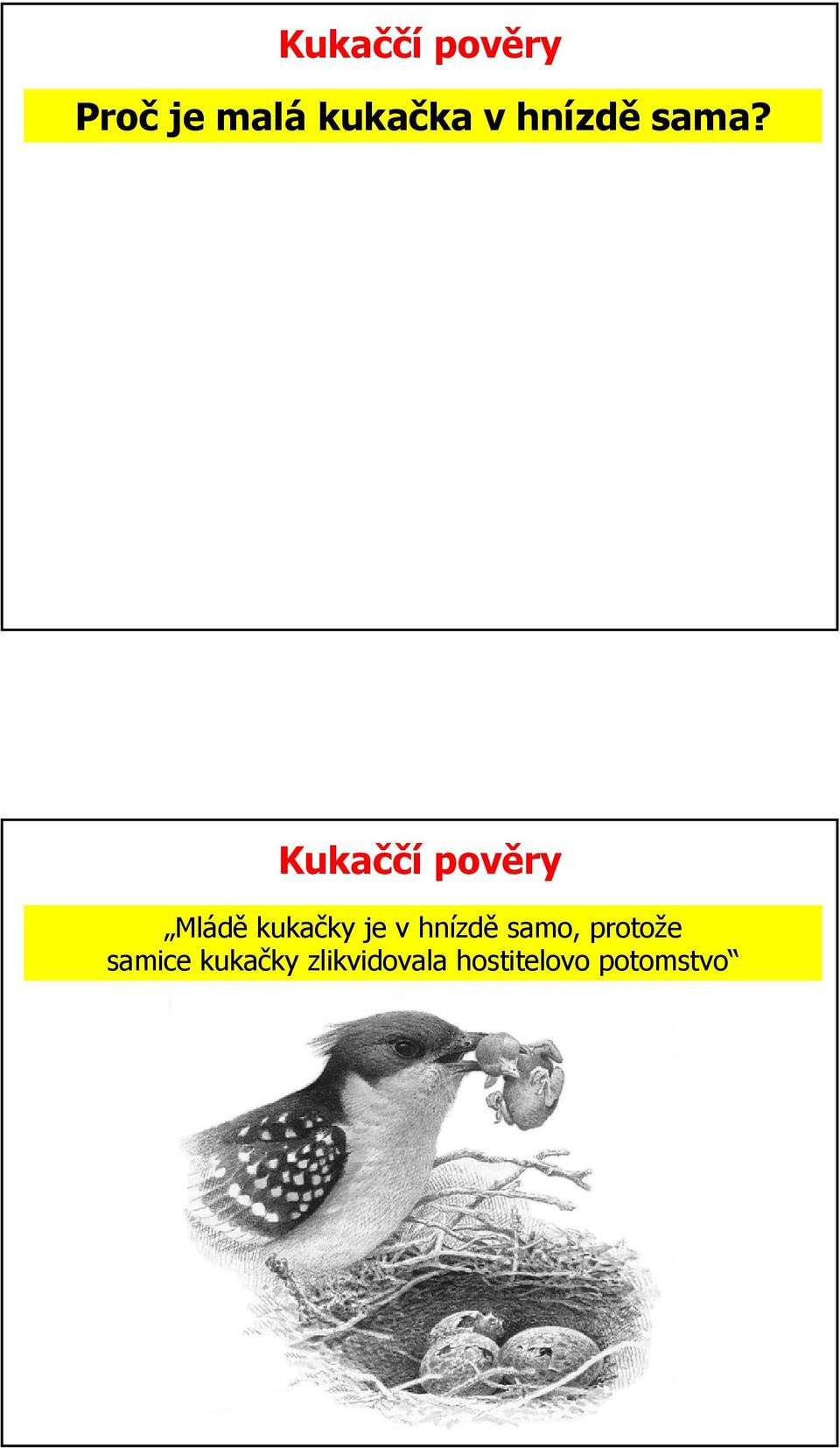 Kukaččí pověry Mládě kukačky je v