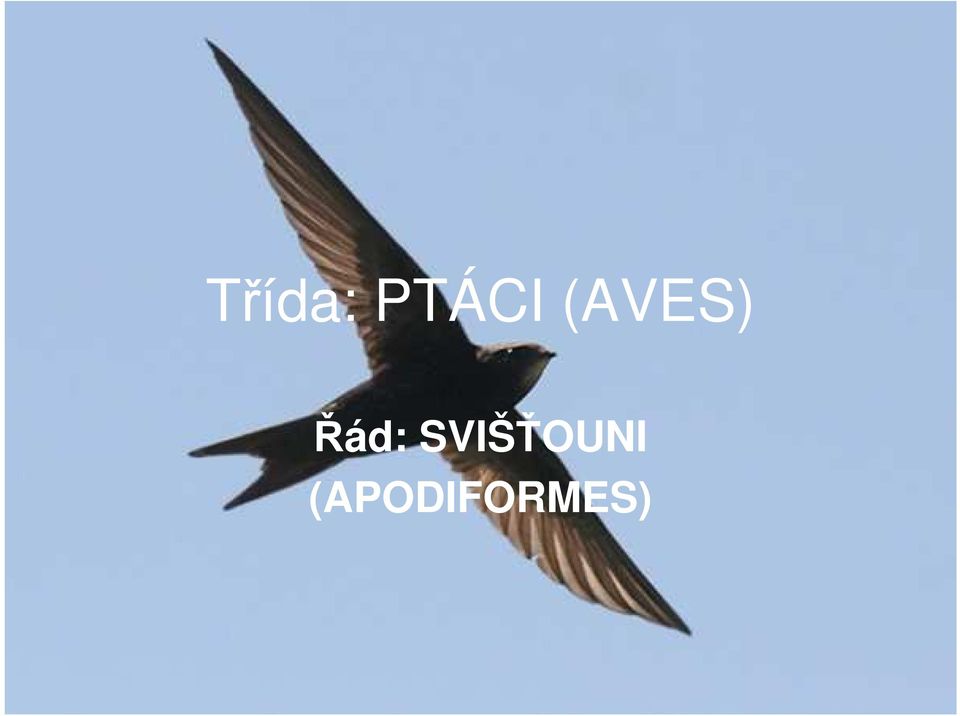 (AVES) Řád: