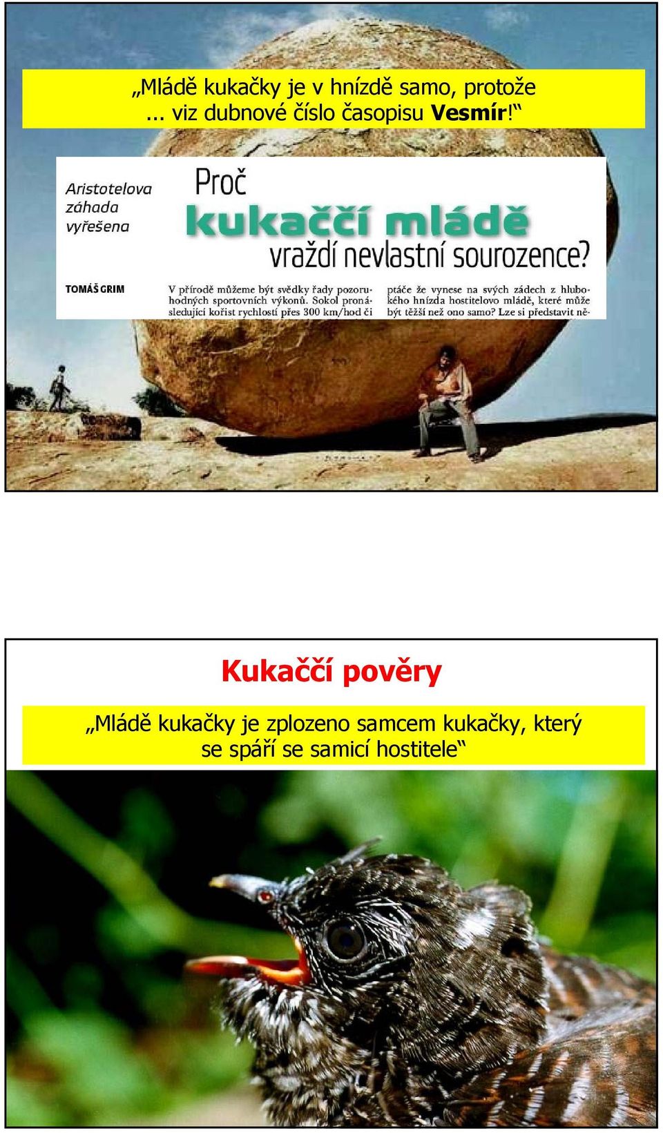 Kukaččí pověry Mládě kukačky je zplozeno