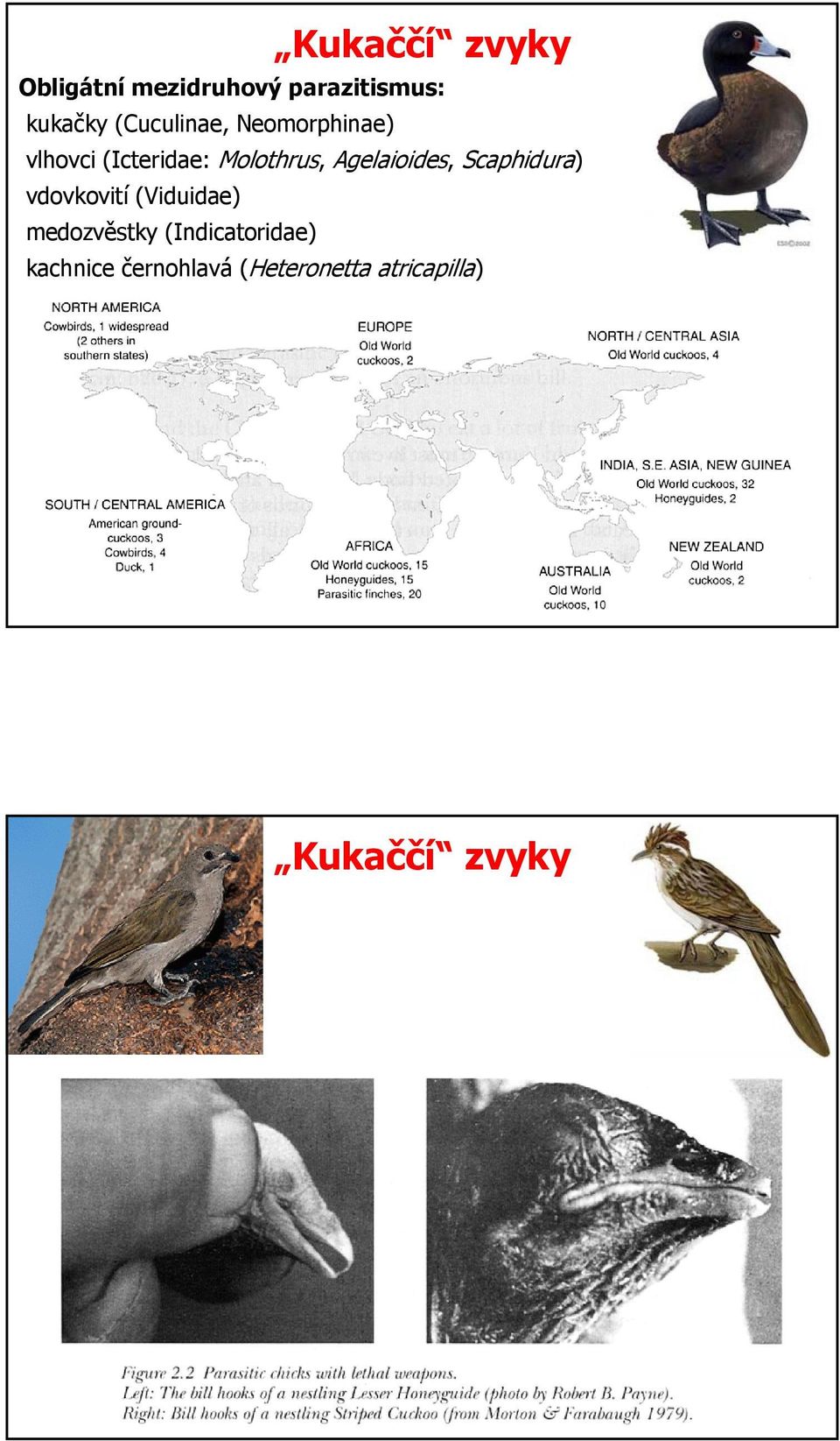 Agelaioides, Scaphidura) vdovkovití (Viduidae) medozvěstky