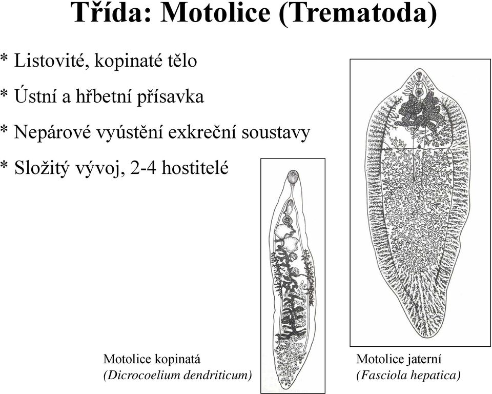 soustavy * Složitý vývoj, 2-4 hostitelé Motolice kopinatá