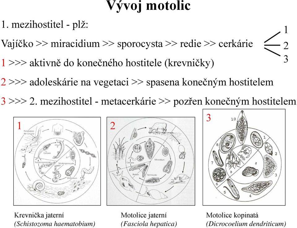 konečného hostitele (krevničky) 1 2 3 2 >>> adoleskárie na vegetaci >> spasena konečným hostitelem 3